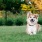 Pet-Friendly at Sedona Village 